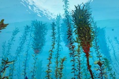 SEA PLANT FOREST