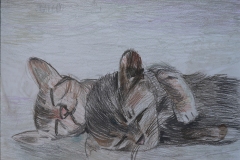 Two cats